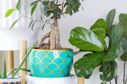 Indoor Planters For Your Home