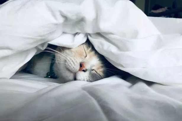 The Importance of Good Sleep Hygiene for a Healthy Night's Rest
