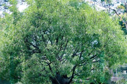 Learn the history, techniques, and benefits of growing a bottle tree garden. Create a unique and colorful outdoor display using recycled glass bottles. Get started today!
