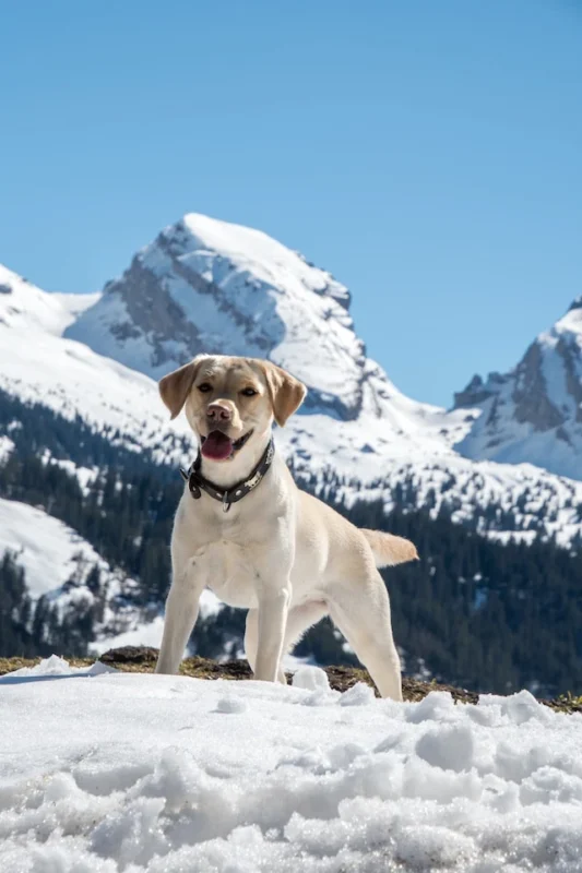 Picturesque Chalets — Exploring the Majestic Mountains of Switzerland