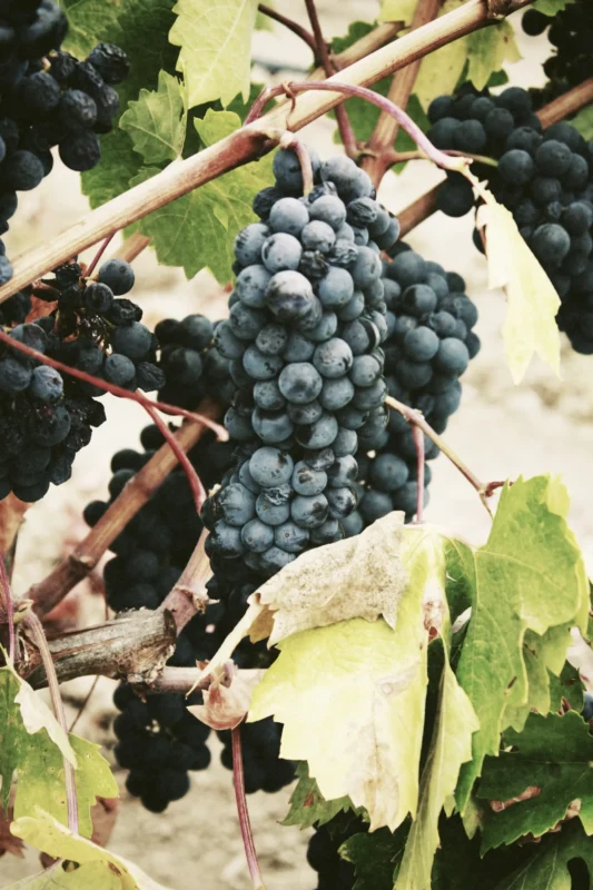 Wine Culture in Spain — Drinking Age In Spain: Regulations and Cultural Perspectives
