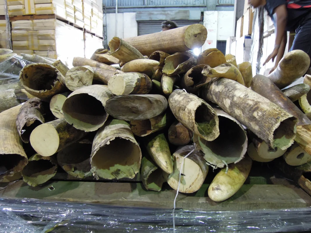 Ivory in Peril: Cameroon's Struggle to Safeguard Seized Tusks — image 1