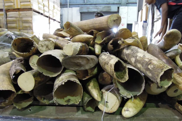 Ivory in Peril: Cameroon's Struggle to Safeguard Seized Tusks — image 1