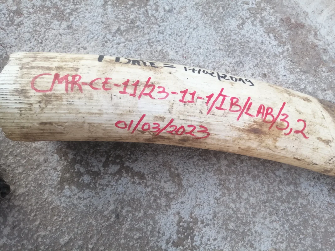 Ivory in Peril: Cameroon's Struggle to Safeguard Seized Tusks — image 2