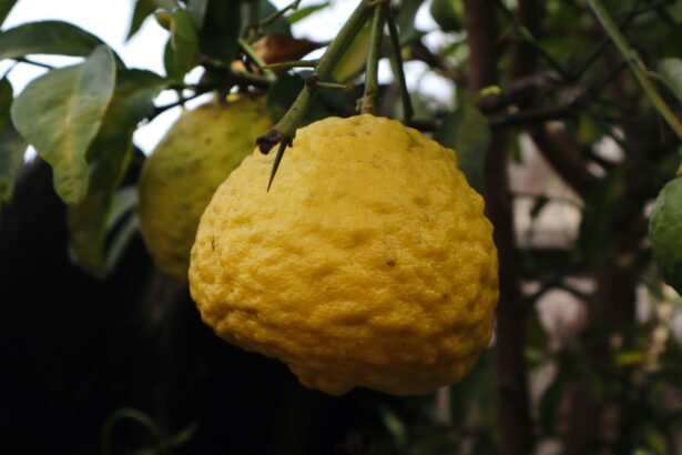 Large Italian cedro citrus fruits on a wooden table