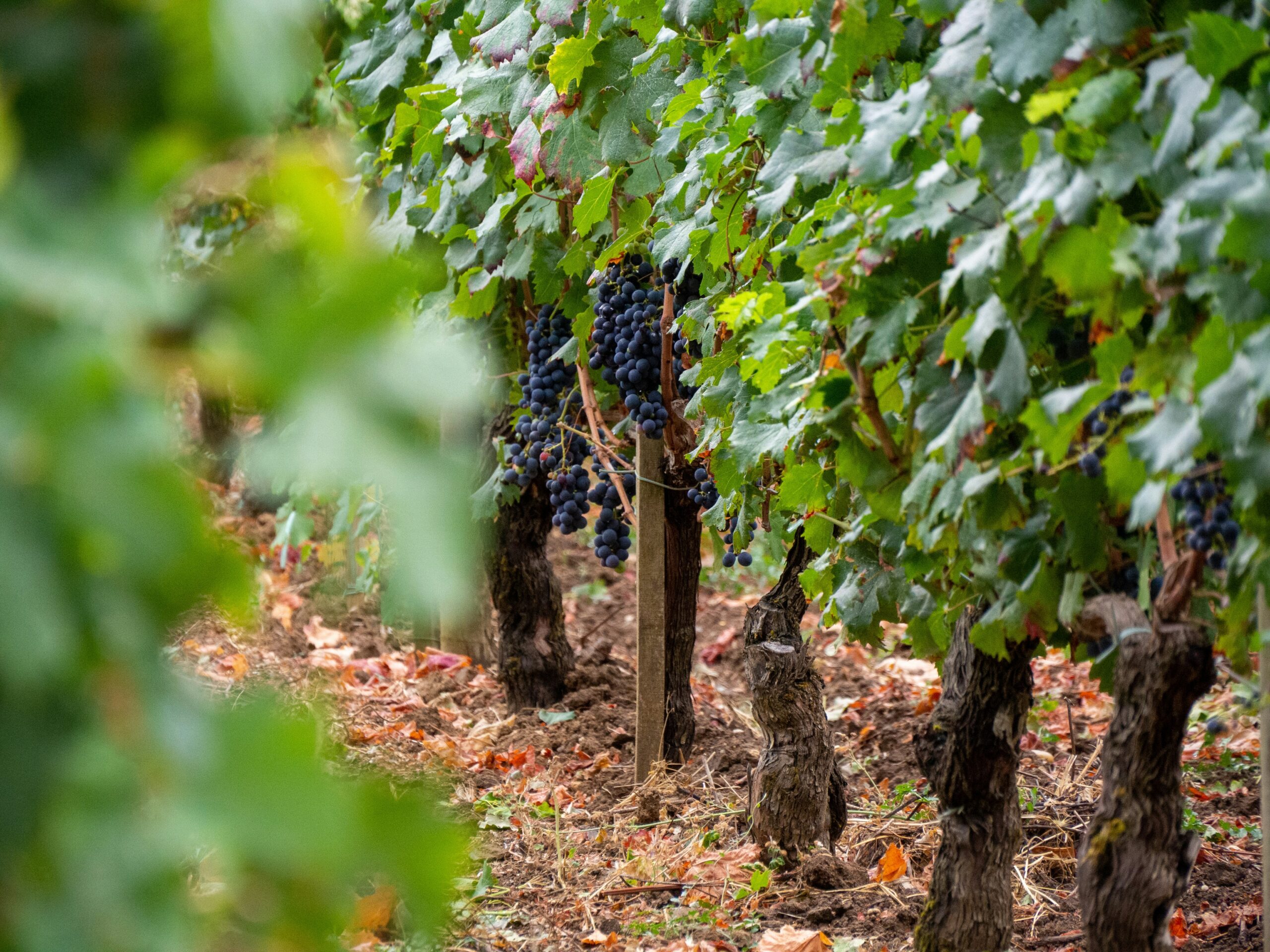 Bouteilles de vin français Bordeaux
