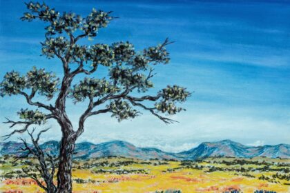 A mature Queensland bottle tree (Brachychiton rupestris) with characteristic swollen trunk in the Australian outback