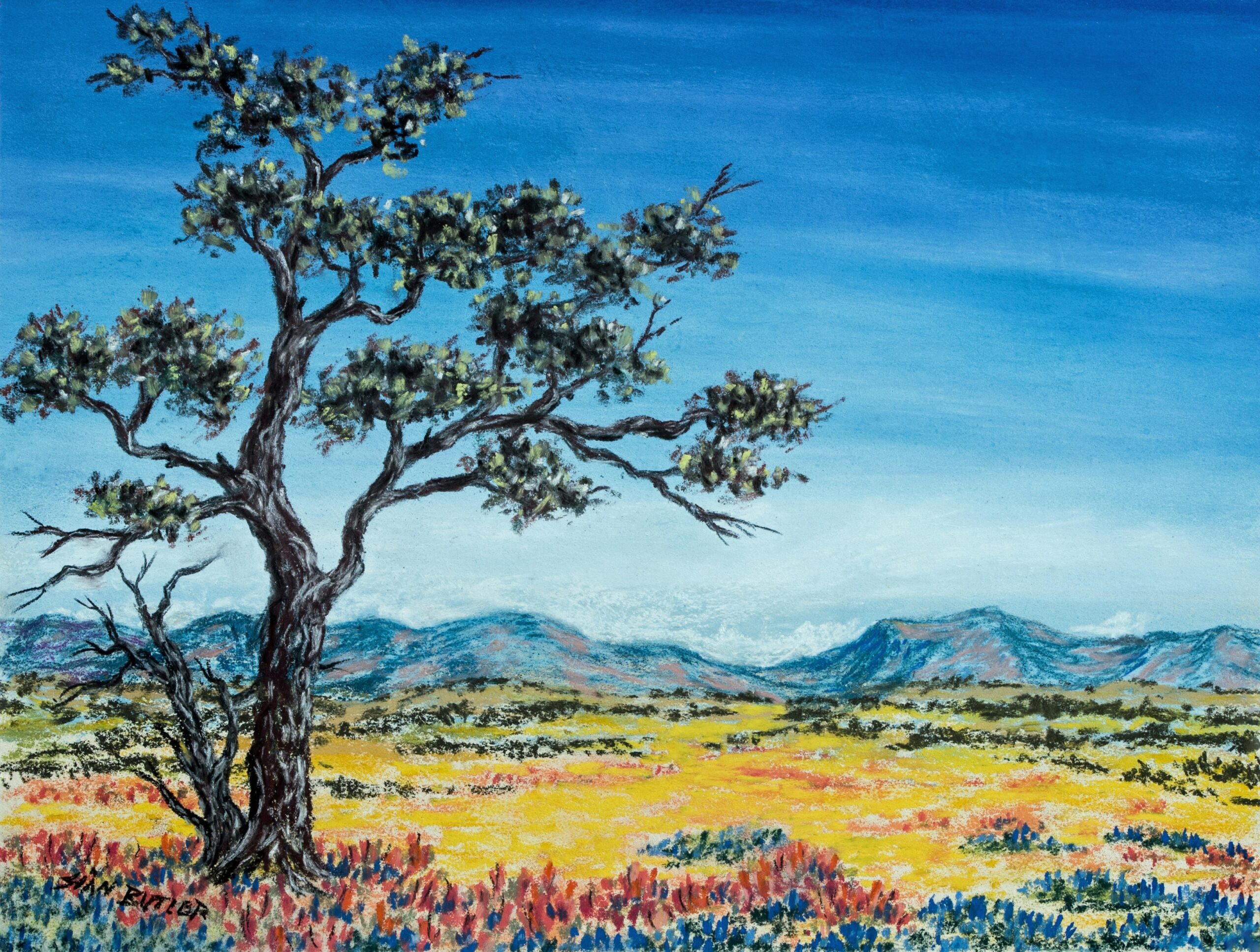 A mature Queensland bottle tree (Brachychiton rupestris) with characteristic swollen trunk in the Australian outback