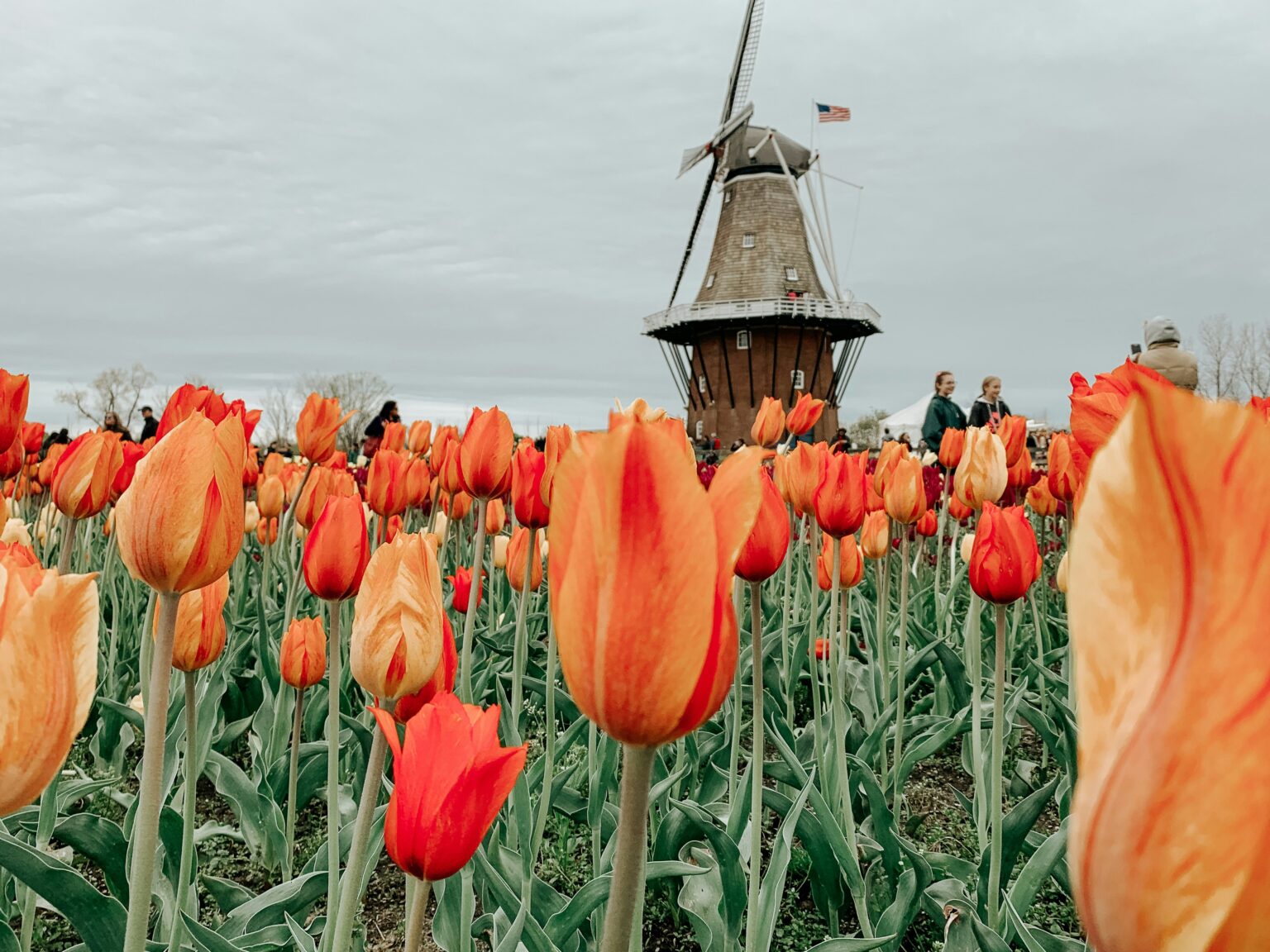 A Guide to Holland