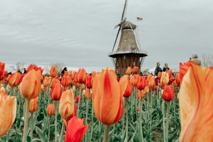 A Guide to Holland