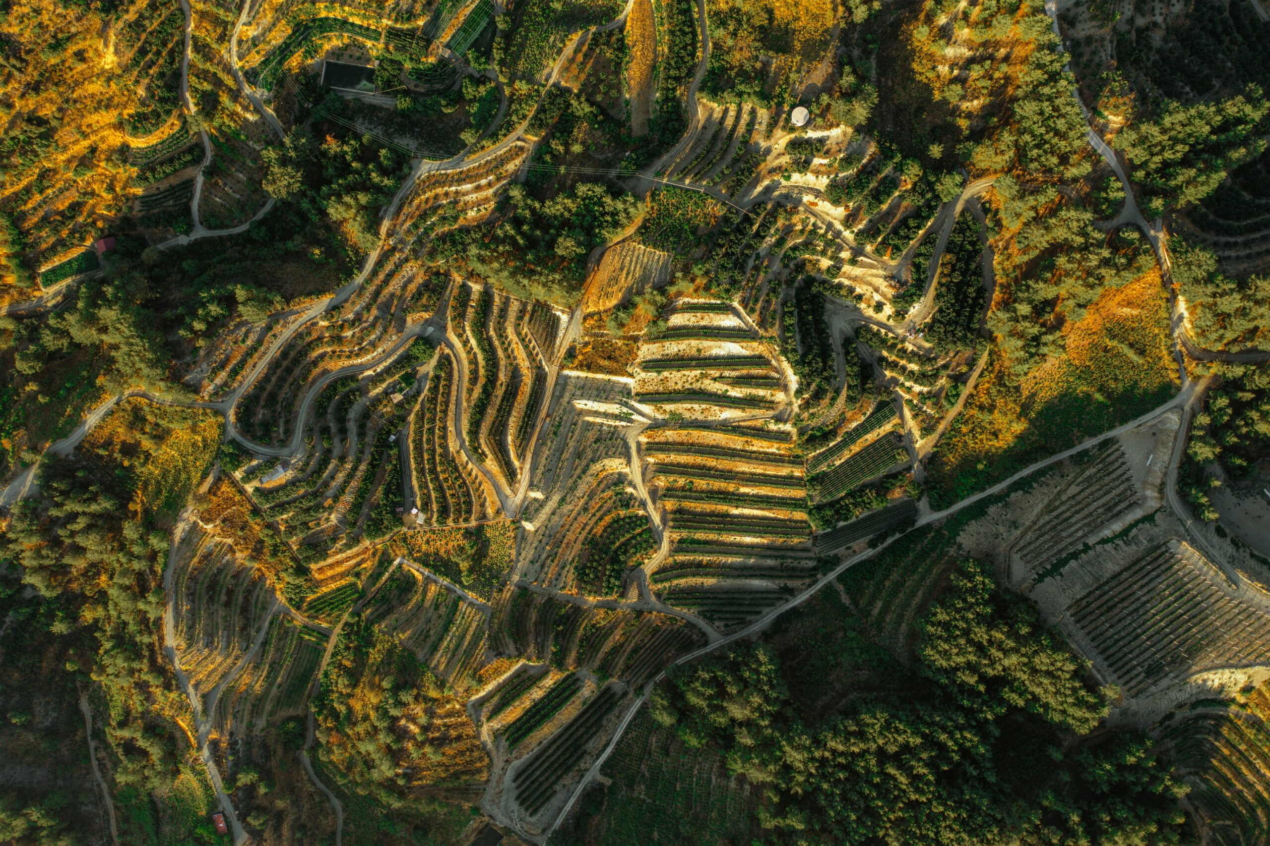 Vigne del massiccio del Troodos a Cipro
