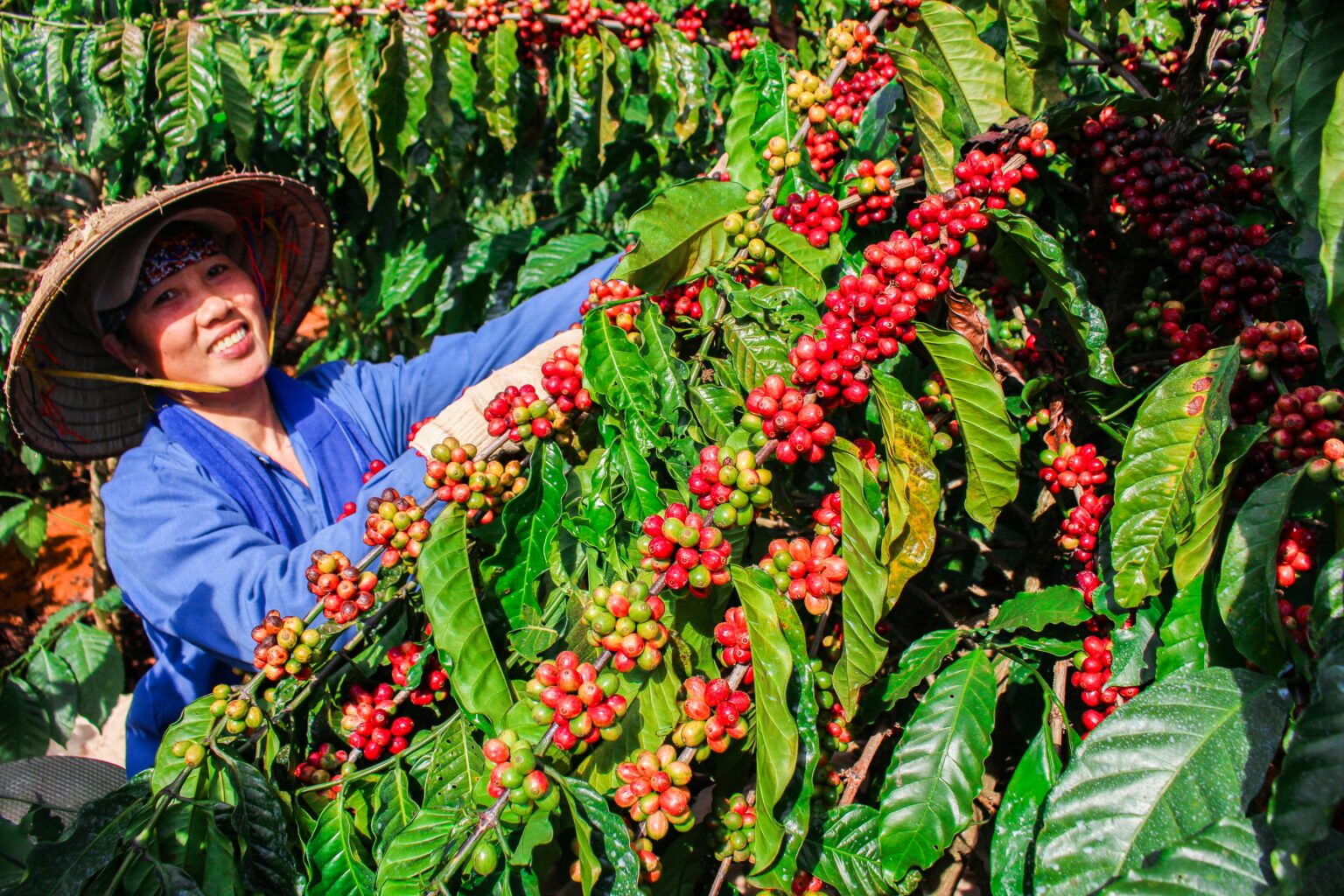 Global Coffee Culture Tours