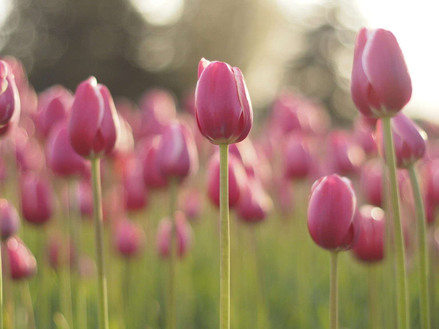 Holland – Tulip Time, Spring, and Family Fun
