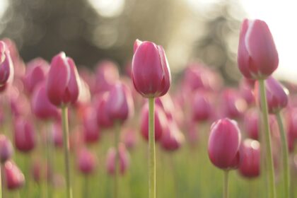 Holland – Tulip Time, Spring, and Family Fun