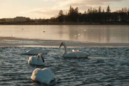 Top 5 Natural Attractions in Reykjavik, Iceland