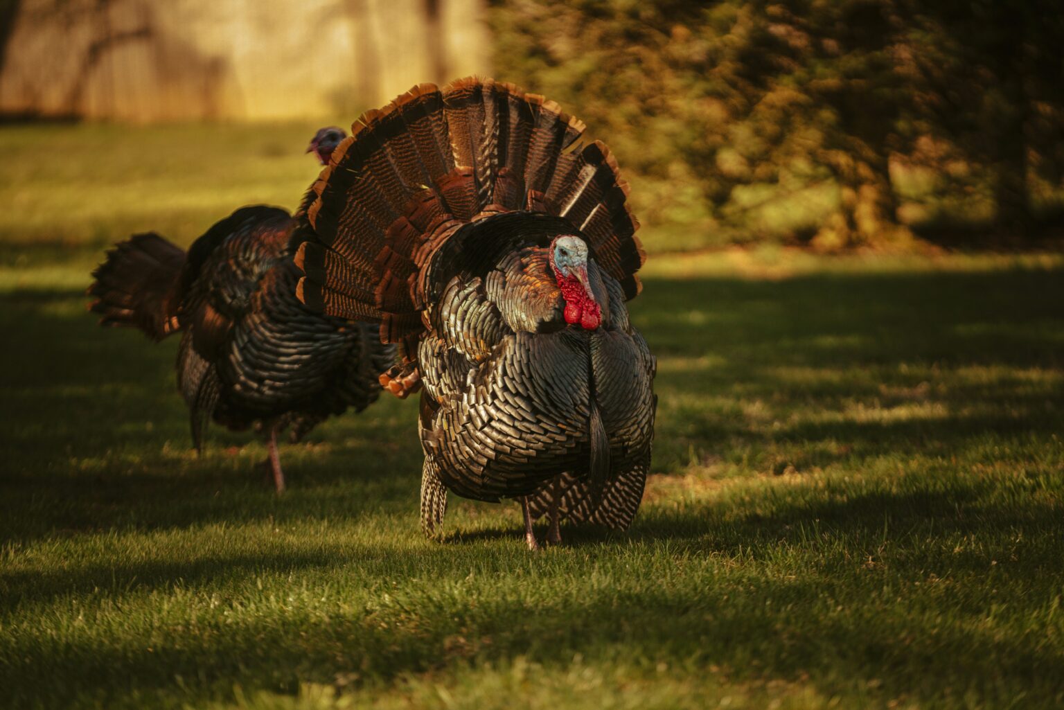 Turkey – A Versatile Food