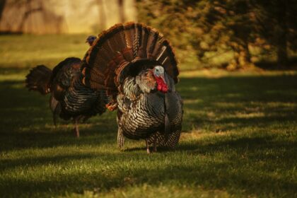 Turkey – A Versatile Food