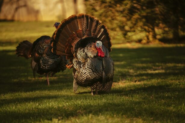 Turkey – A Versatile Food