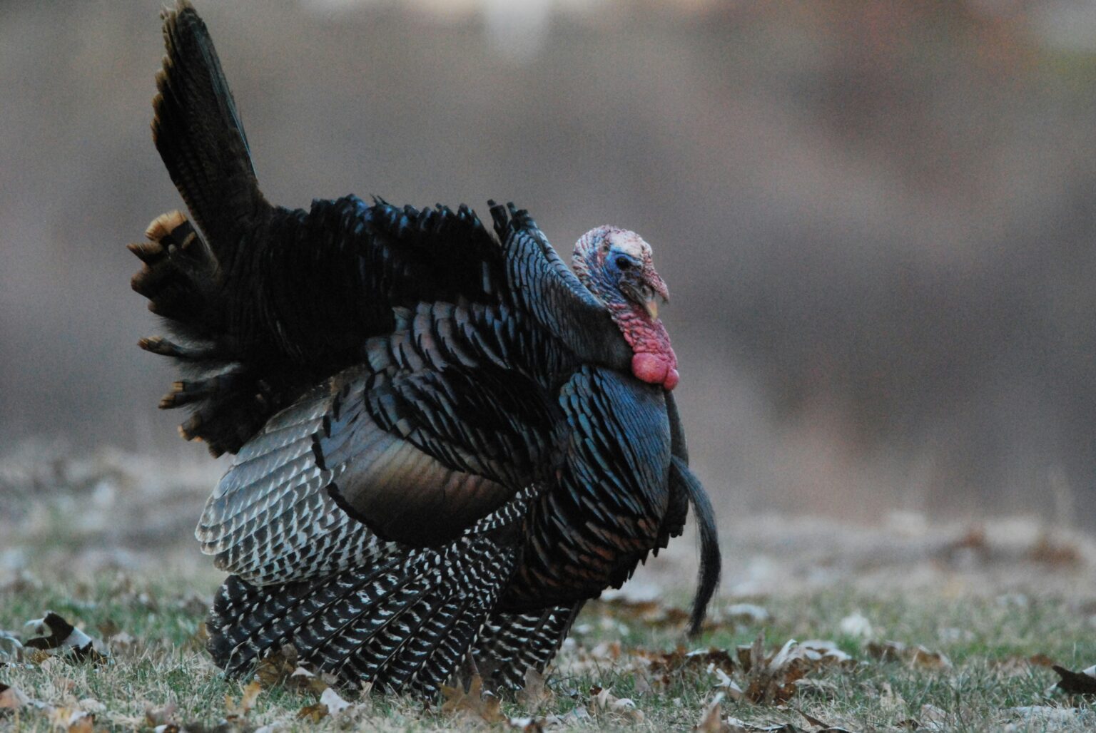 Turkey – An Odd Bird