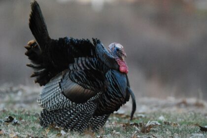 Turkey – An Odd Bird