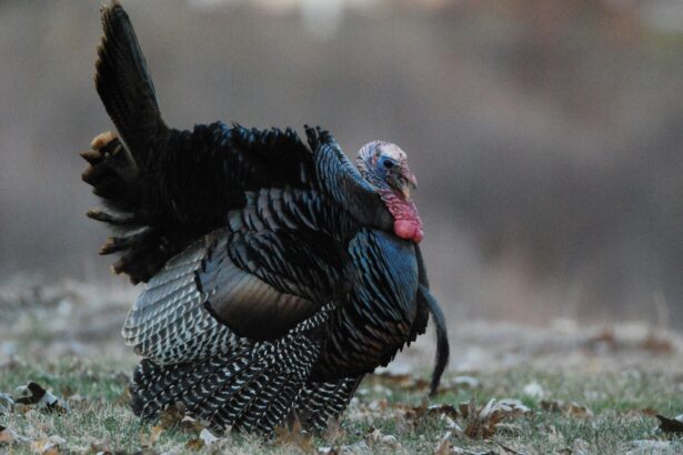 Turkey – An Odd Bird