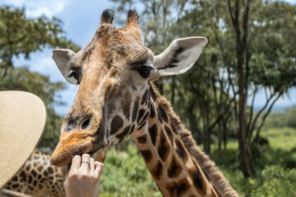 Wildlife Conservation Tours